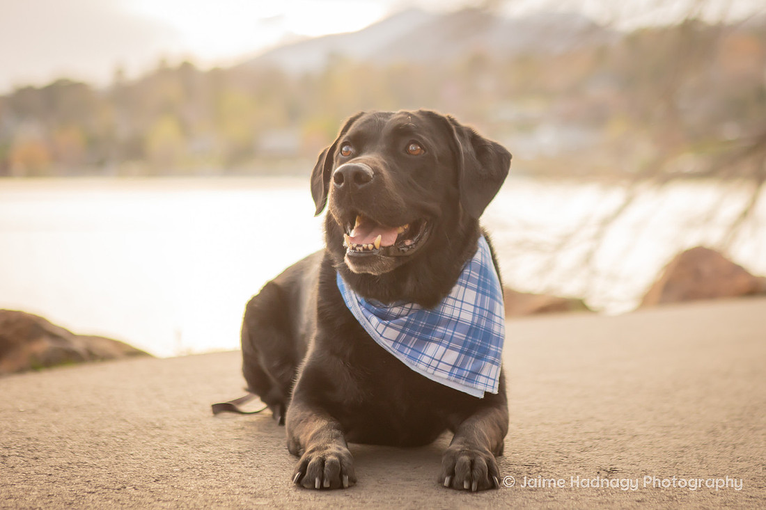 Cute Dog Photography | Asheville Pet Photographer 