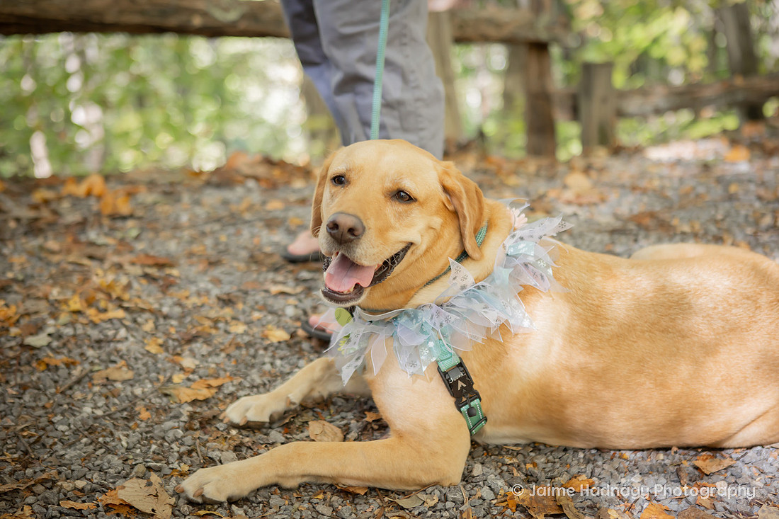 Small Family Wedding at Cabin in the mountains | Asheville Photographer
