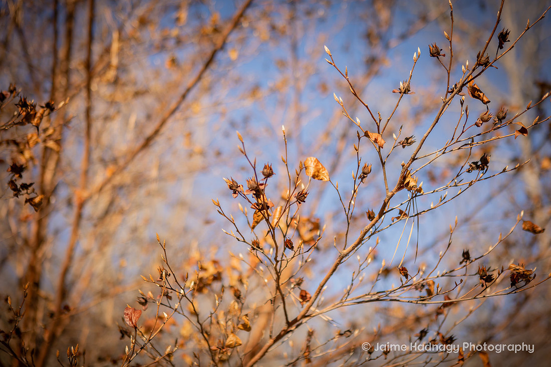 Surprise Proposal at the NC Arboretum | Asheville Proposal Photographer