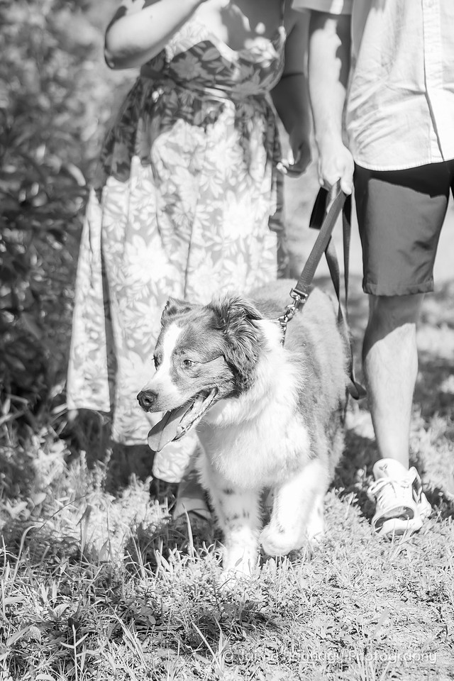 Dog Photoshoot | Asheville Pet Photographer