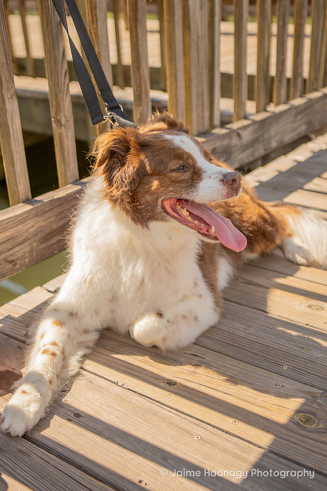 Pet Photographer Asheville