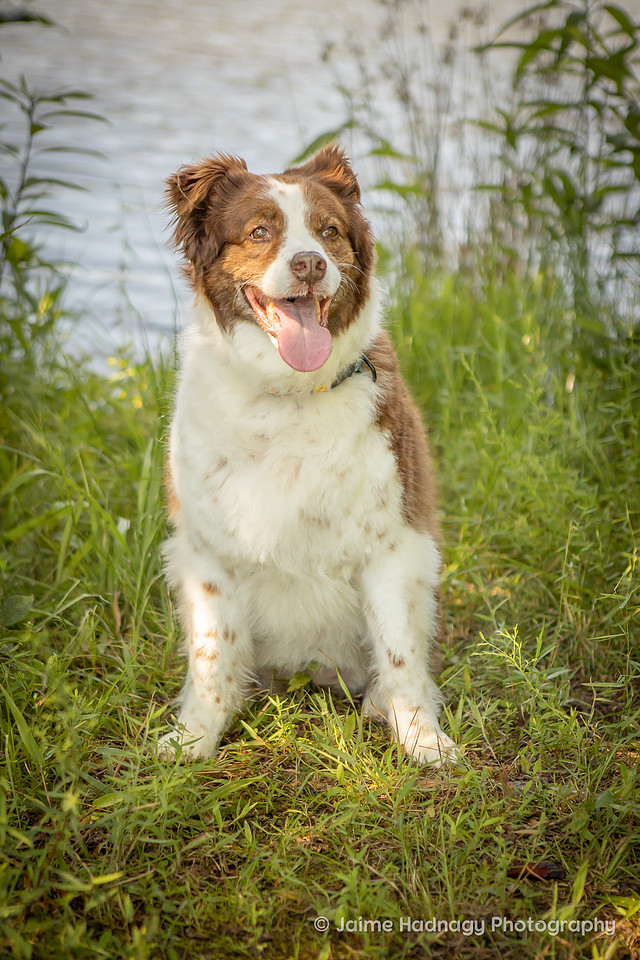 Dog Photoshoot | Asheville Pet Photographer