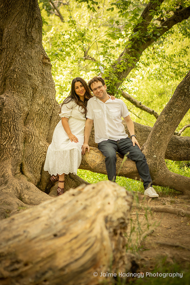 Family Photos in a Big Tree | Asheville Photographer