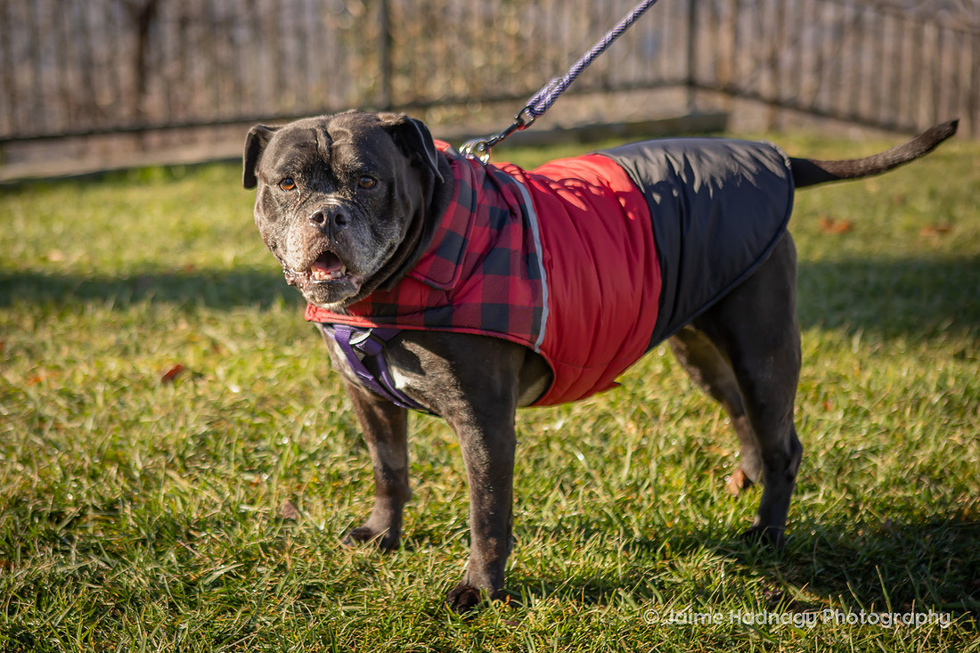 End of Life Dog Photography | Family Photos with Pets