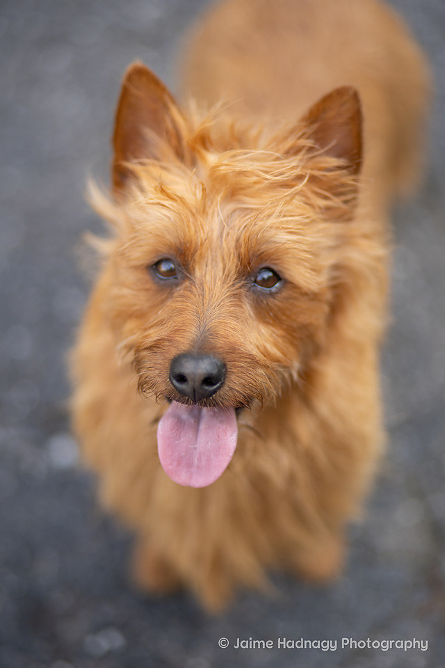 Dog Portrait Session | Asheville Photographer