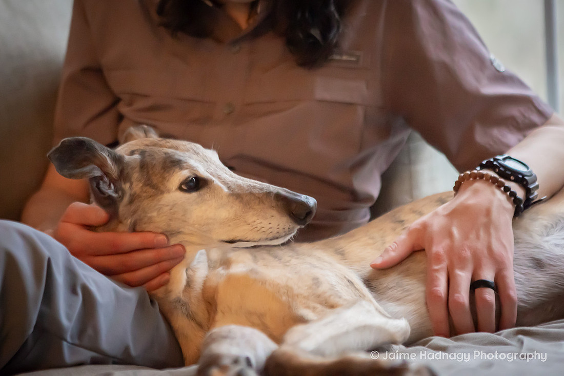 Family Dog Photoshoot in Home | Asheville Pet Photographer