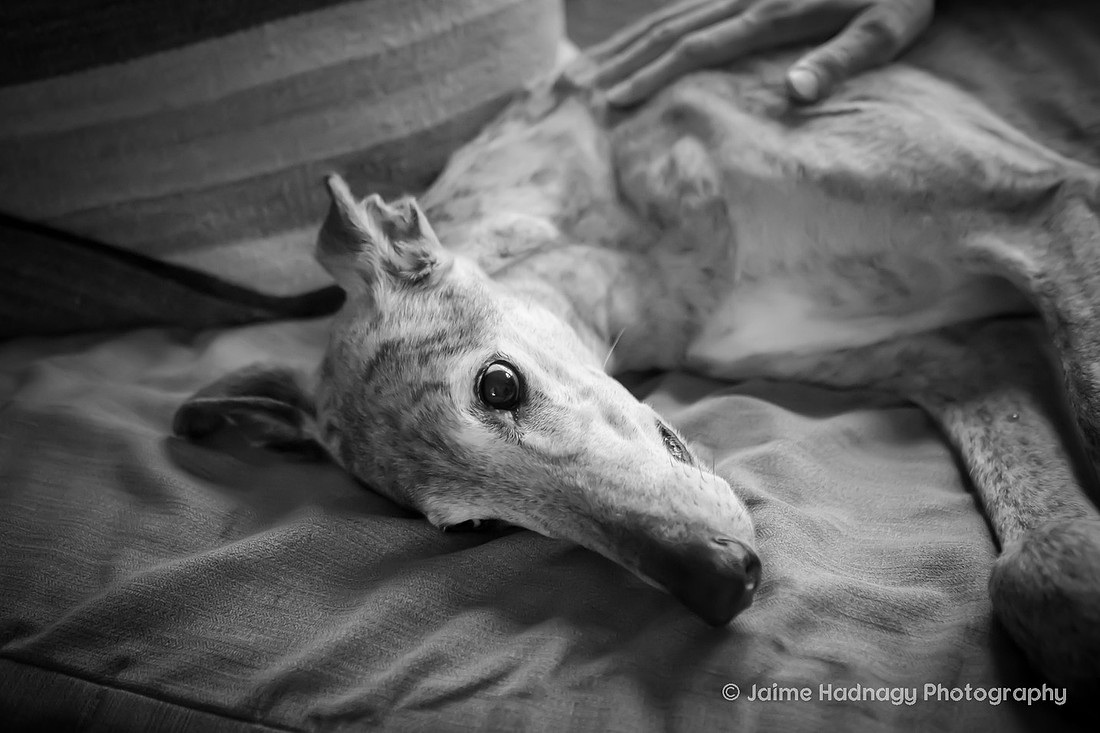 Senior Greyhound Photoshoot | Asheville dog Photographer