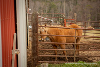 Justin & Bethany: Horse Farm Proposal & Engagement Session with Pony & 2 Dogs