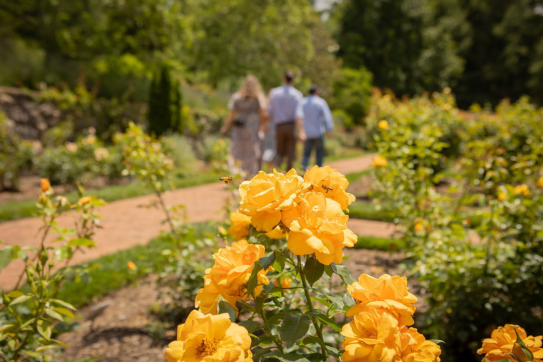 Proposal at the Rose Garden of the Biltmore Estate | Asheville Engagement Photographer