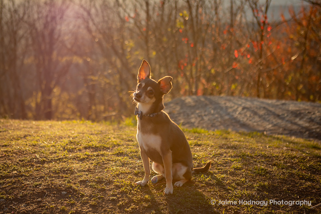 Mountain View Dog Photography Asheville