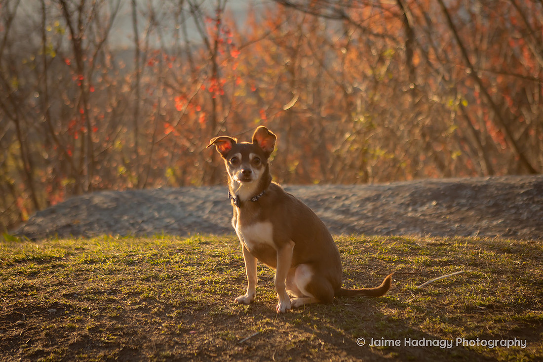 Mountain View Dog Photography Asheville