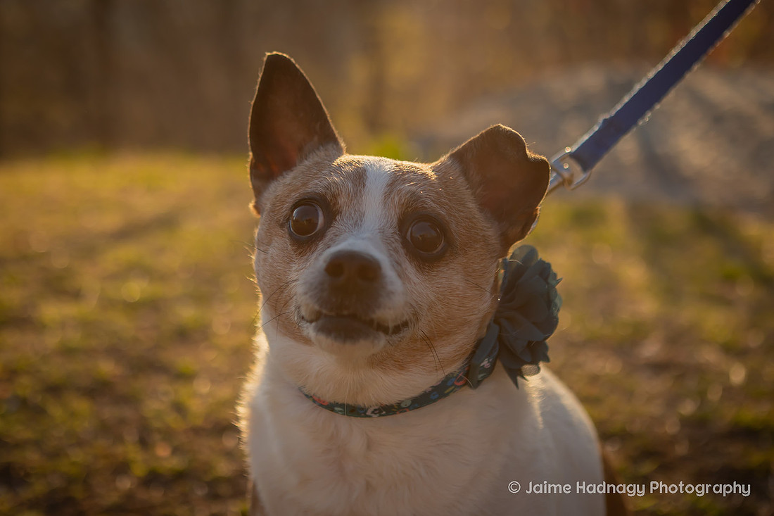 Mountain View Dog Photography Asheville