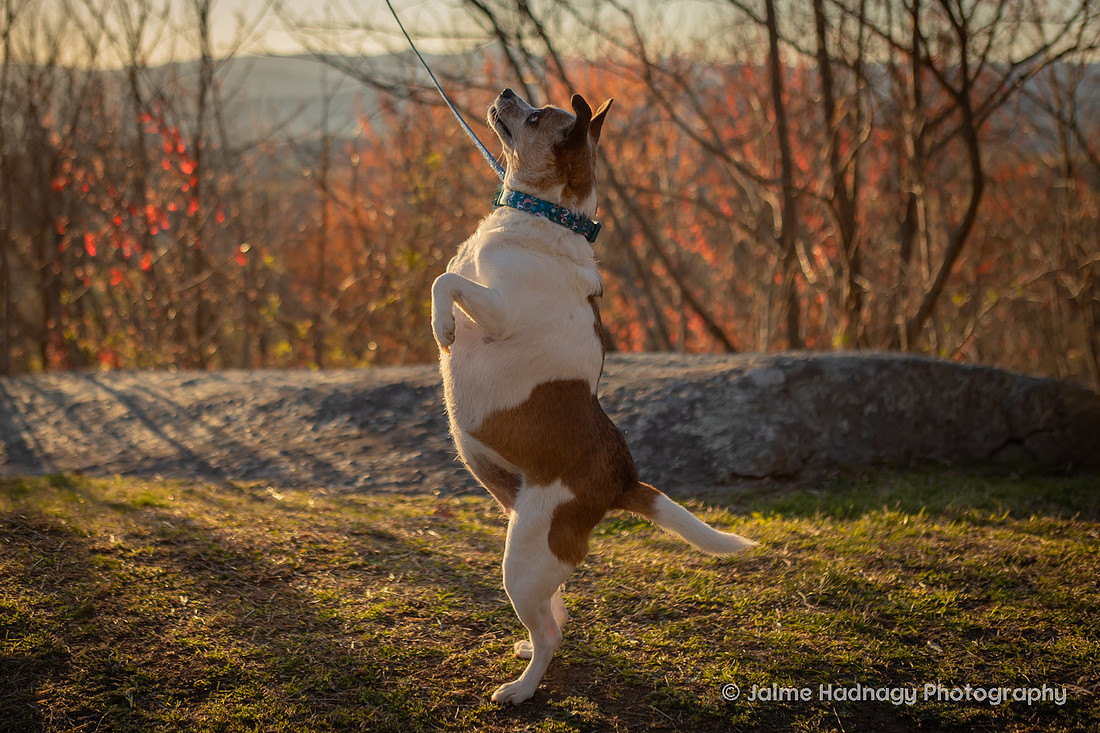 Mountain View Dog Photography Asheville