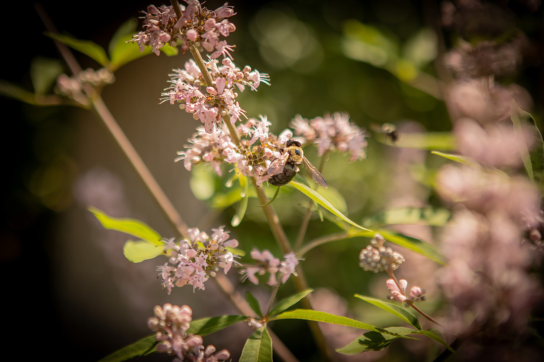Bee Polinating Flowers
