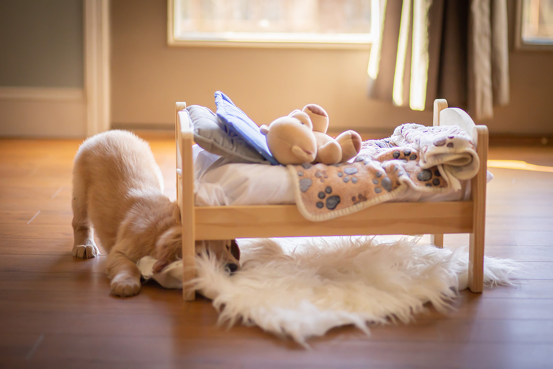 Golden Retriever Puppy with a Little Bed