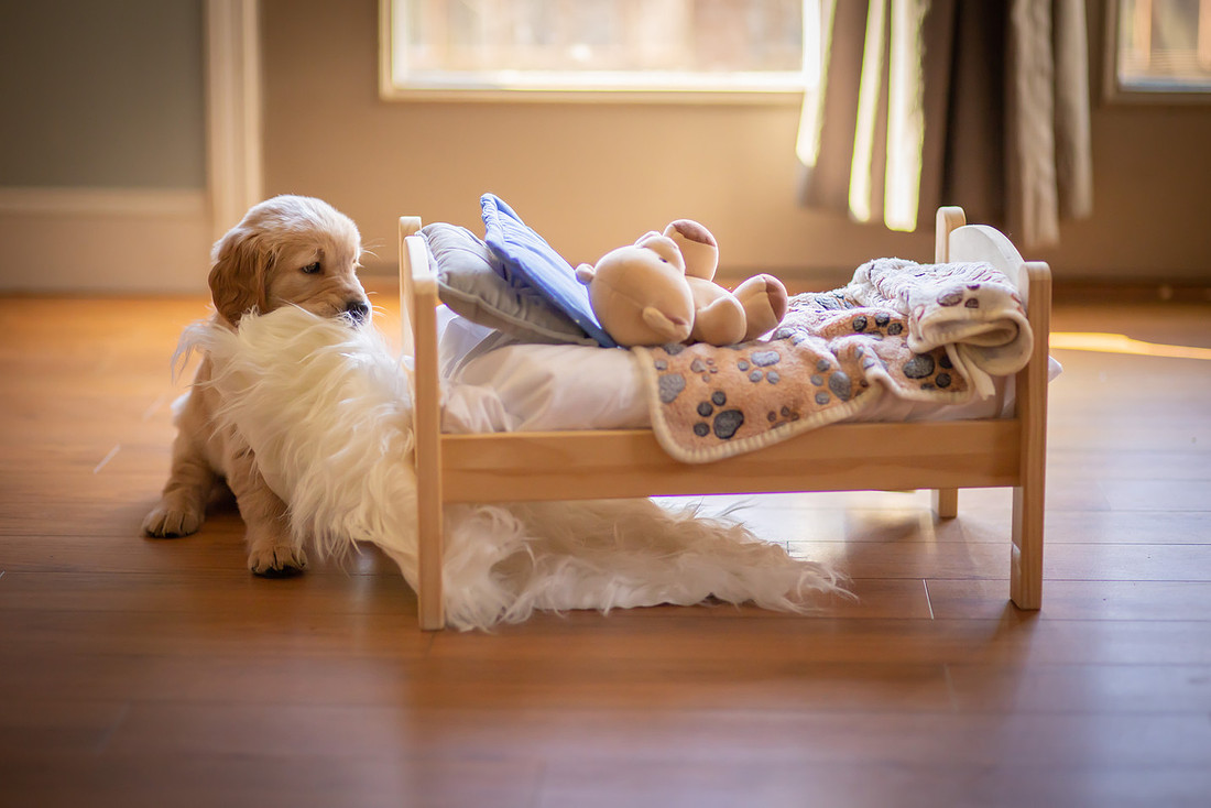 Golden Retriever Puppy with a Little Bed