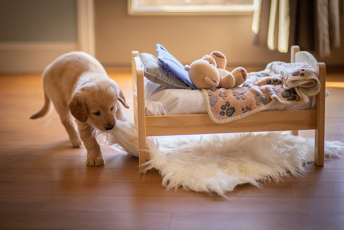 Golden Retriever Puppy with a Little Bed