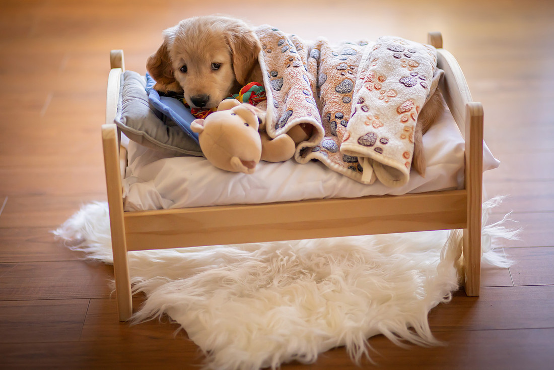 Cozy Golden Retriever Puppy on a Little Bed | Asheville Pet Photographer