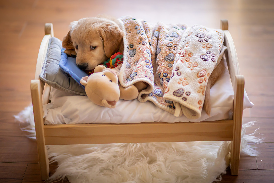 Cozy Golden Retriever Puppy on a Little Bed | Asheville Pet Photographer