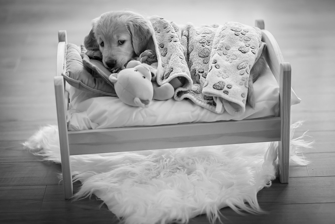 Cozy Golden Retriever Puppy on a Little Bed | Asheville Pet Photographer