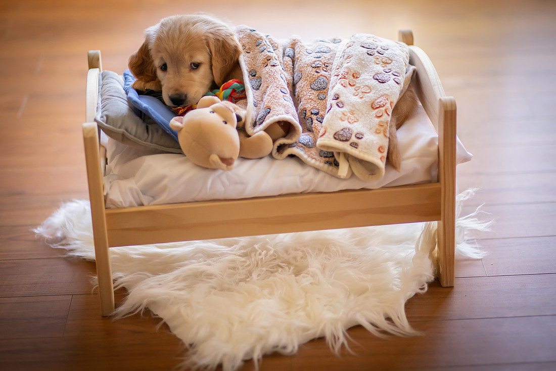 Asheville Puppy Photographer | Golden Retriever Puppy