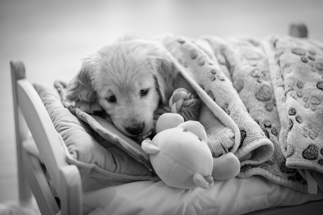 Sleepy Golden Retriever Puppy | Asheville Pet Photographer