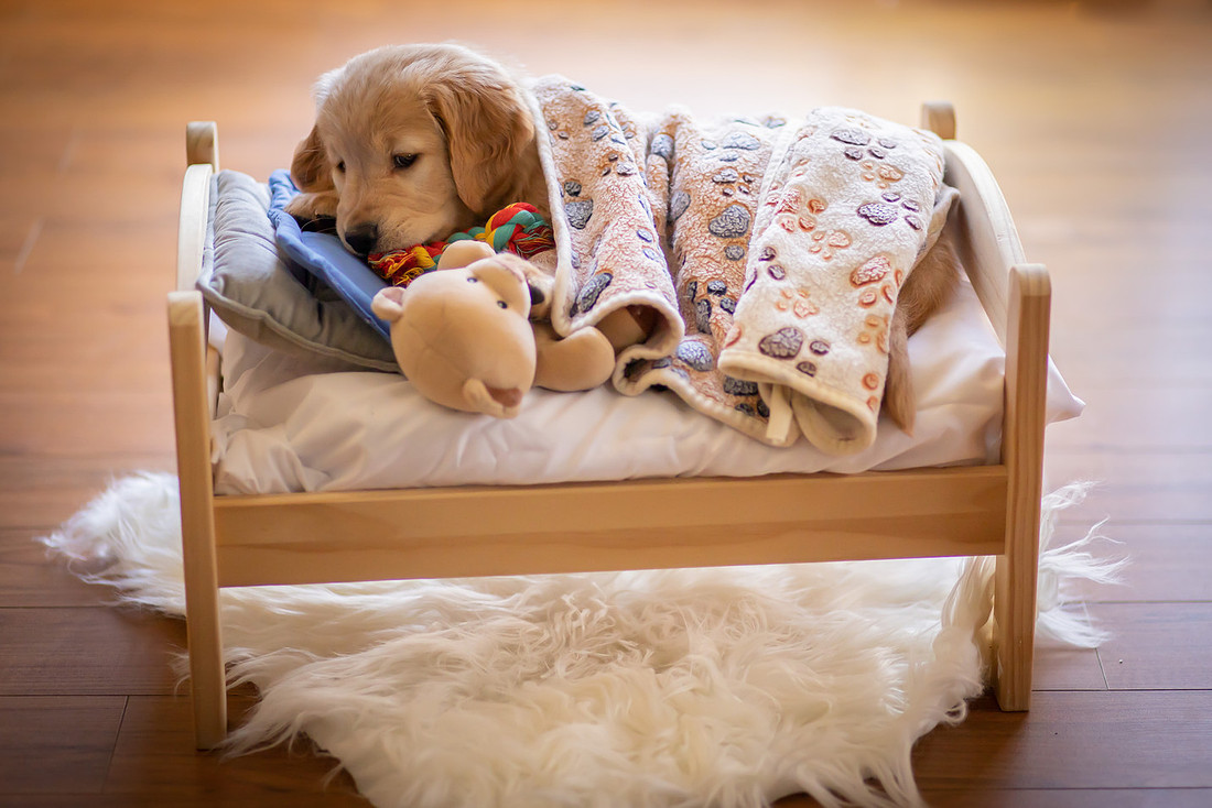 Asheville Puppy Photographer | Golden Retriever Puppy