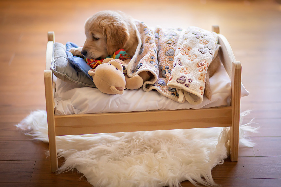 Asheville Puppy Photographer | Golden Retriever Puppy