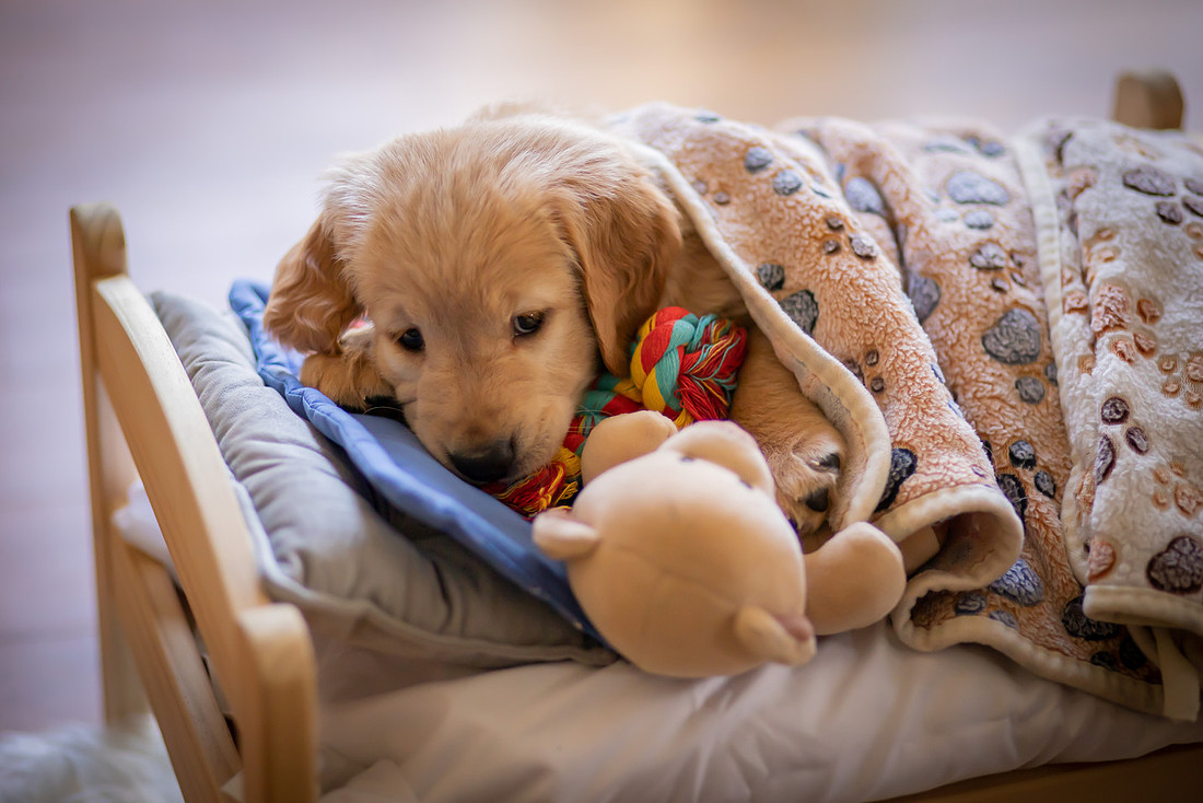 Sleepy Golden Retriever Puppy | Asheville Pet Photographer