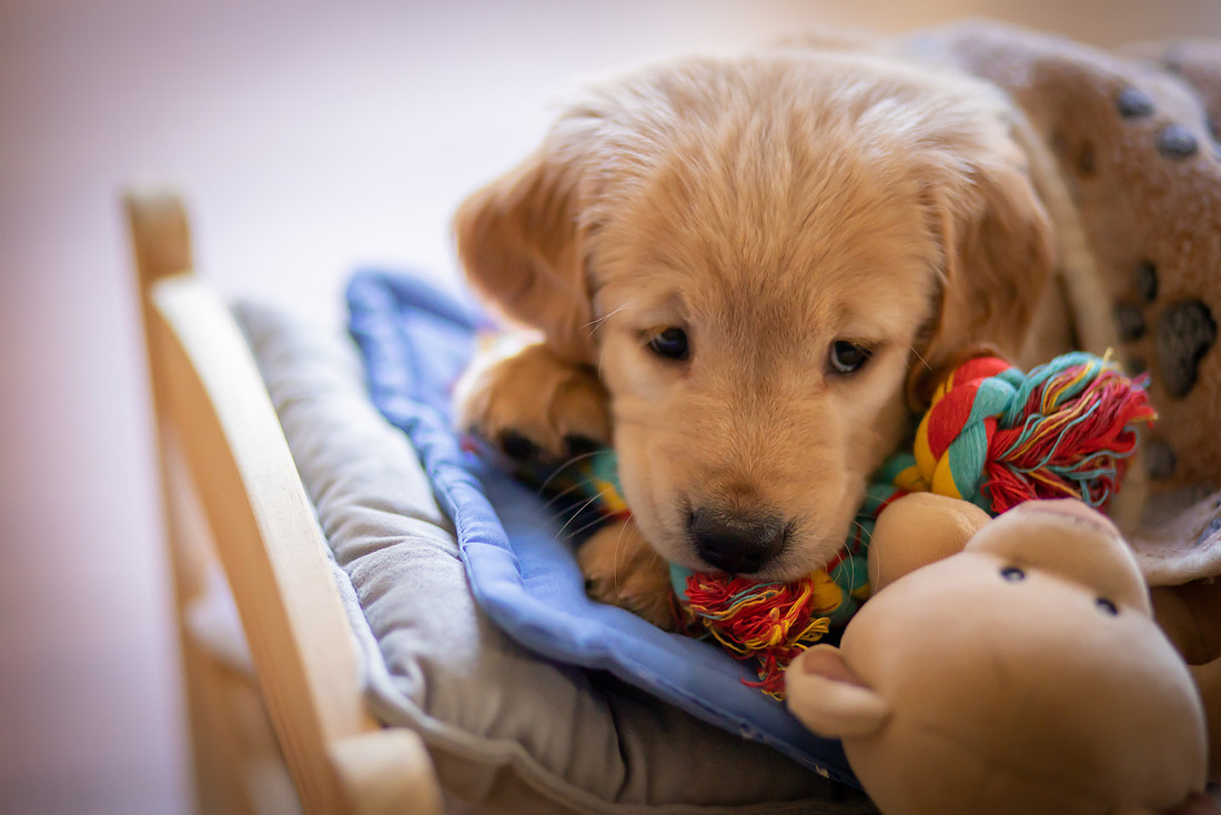 Sleepy Golden Retriever Puppy | Asheville Pet Photographer