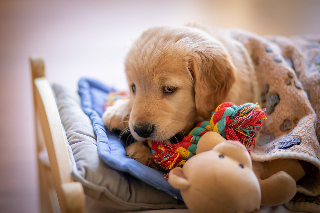 Puppy Snuggling in a TIny Bed | Asheville Dog Photographer