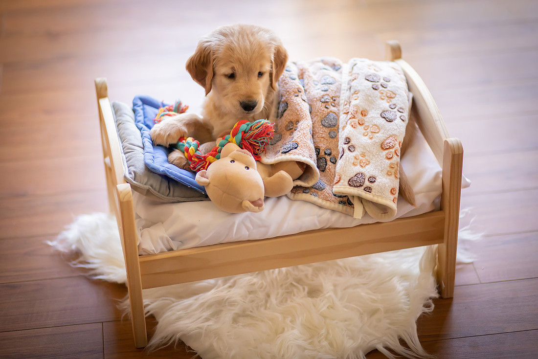 Puppy Snuggling in a TIny Bed | Asheville Dog Photographer