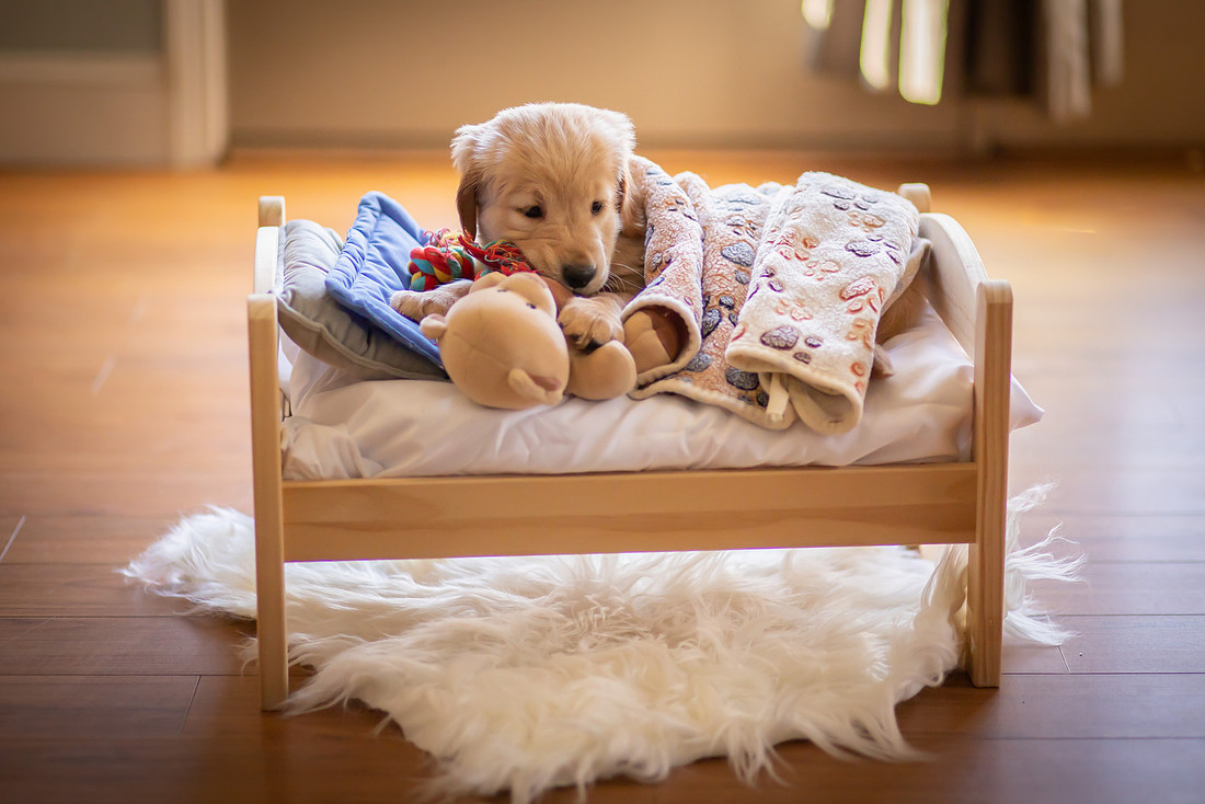 Puppy Snuggling in a TIny Bed | Asheville Dog Photographer