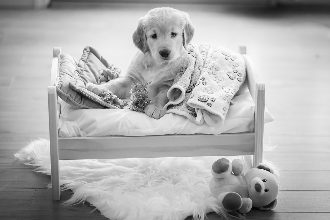 Puppy Photoshoot on a Little Bed | Asheville dog Photographer
