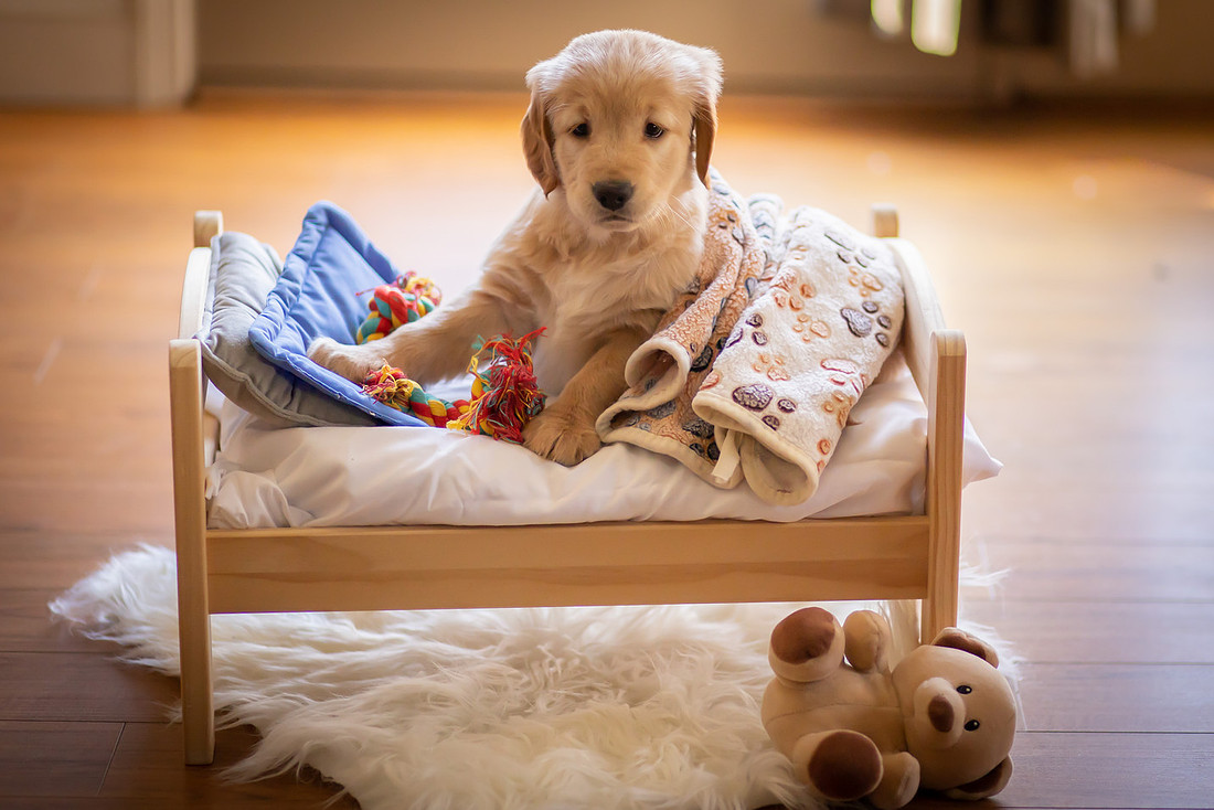 Adorable Puppy | Asheville Pet Photographer
