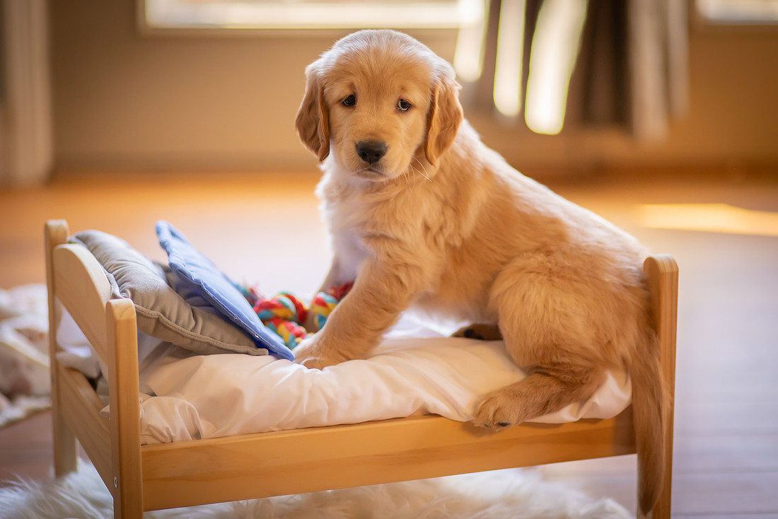 Puppy Photoshoot on a Little Bed | Asheville dog Photographer
