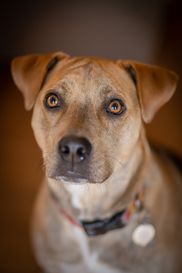 Puppy Photoshoot on a Little Bed | Asheville dog Photographer
