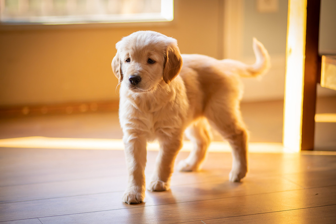 Baby Golden Retriever Puppy Photoshoot | Asheville Pet Photographer
