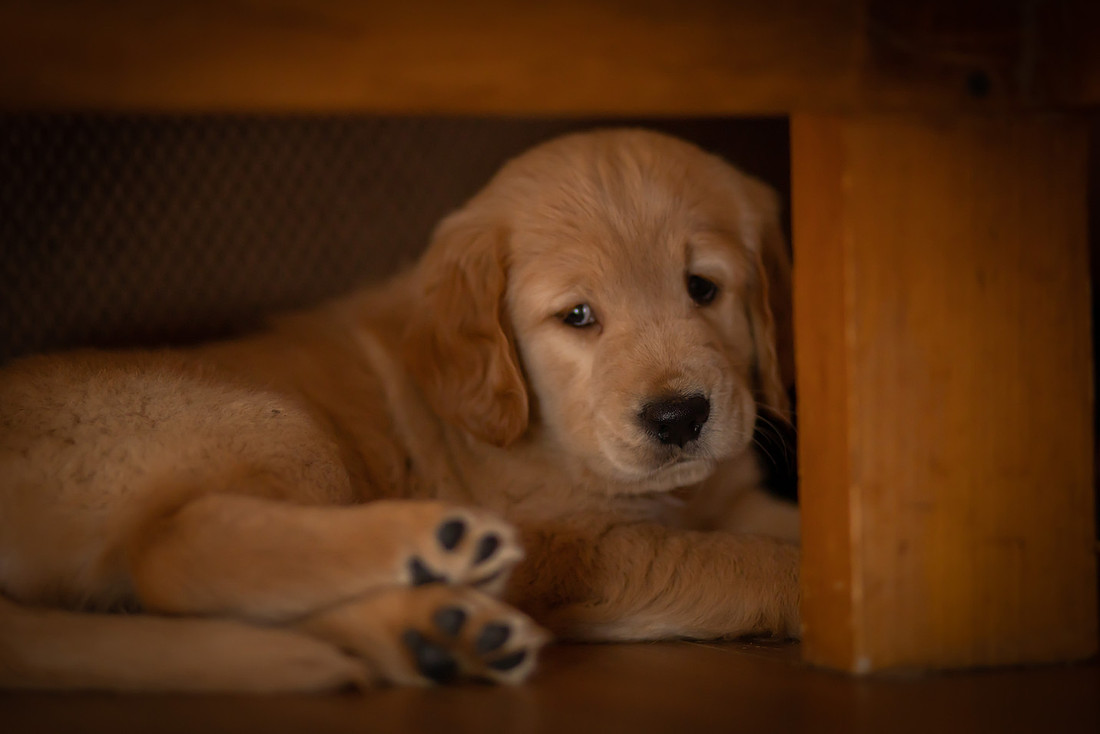 Baby Golden Retriever Puppy Photoshoot | Asheville Pet Photographer