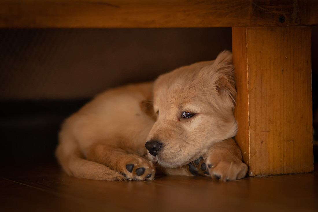 Baby Golden Retriever Puppy Photoshoot | Asheville Pet Photographer