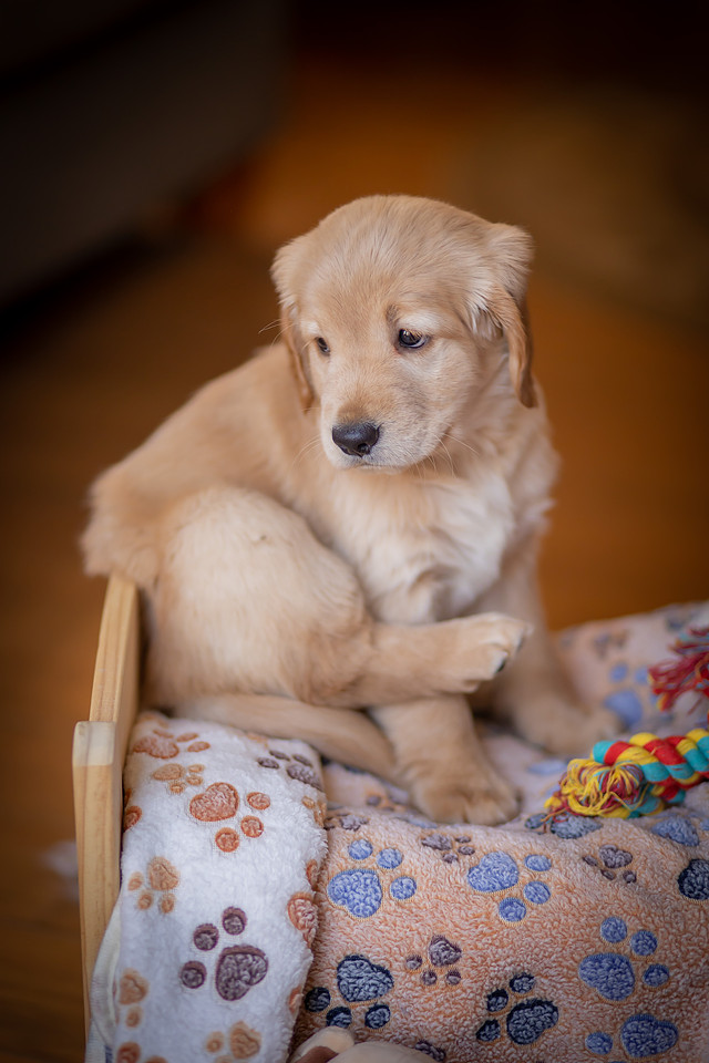 Baby Golden Retriever Puppy Photoshoot | Asheville Pet Photographer