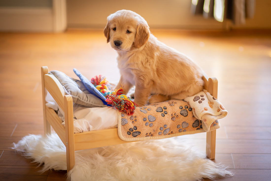 Puppy Photoshoot on a Tiny Bed
