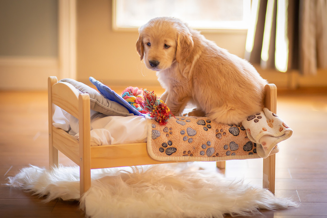Baby Golden Retriever Puppy Photoshoot | Asheville Pet Photographer