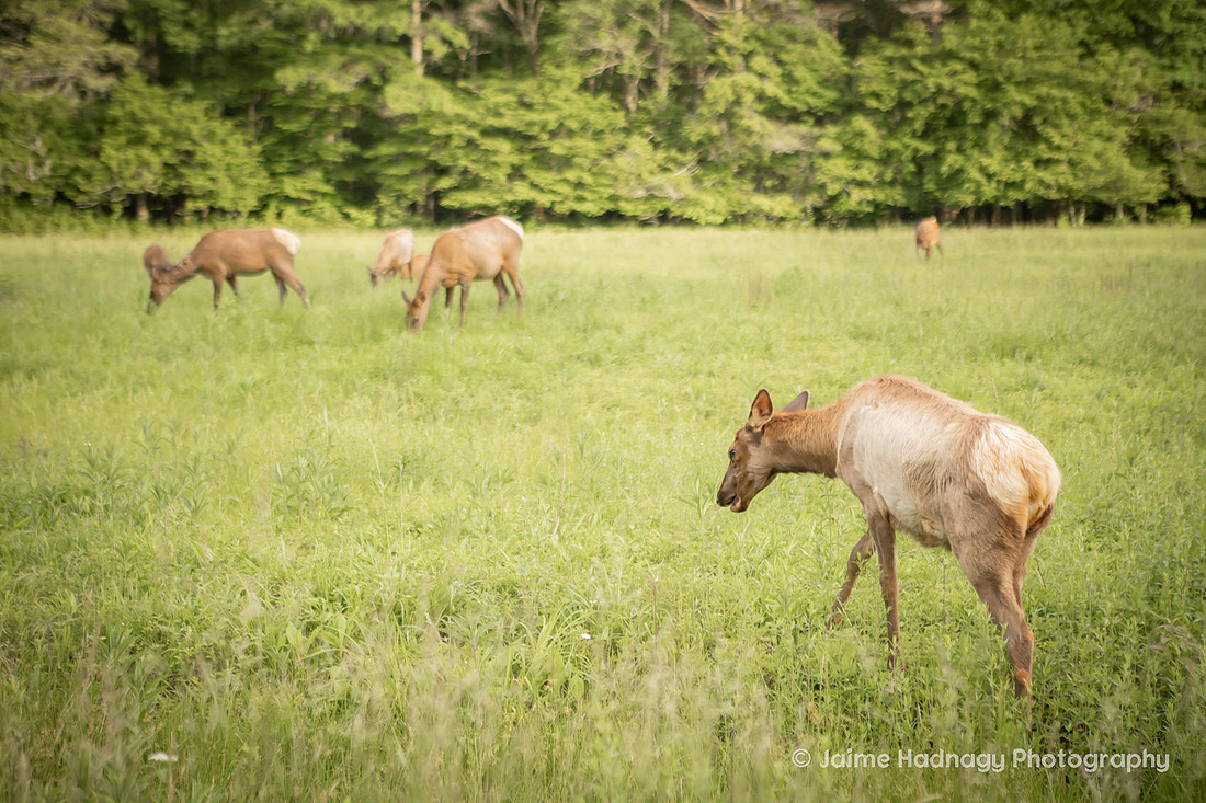 Elk