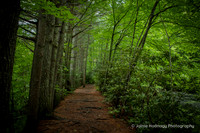 Randolph & Tia: Gazebo Proposal in the Forest