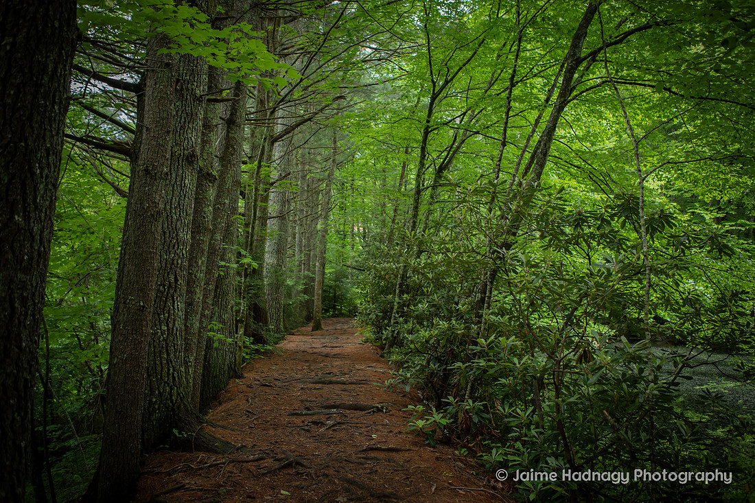 Forest trail