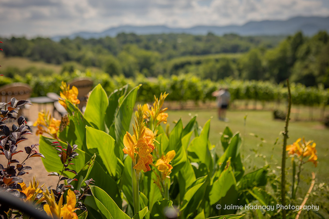 Surprise Proposal at Vineyard in Western NC | Asheville Engagement Photographer