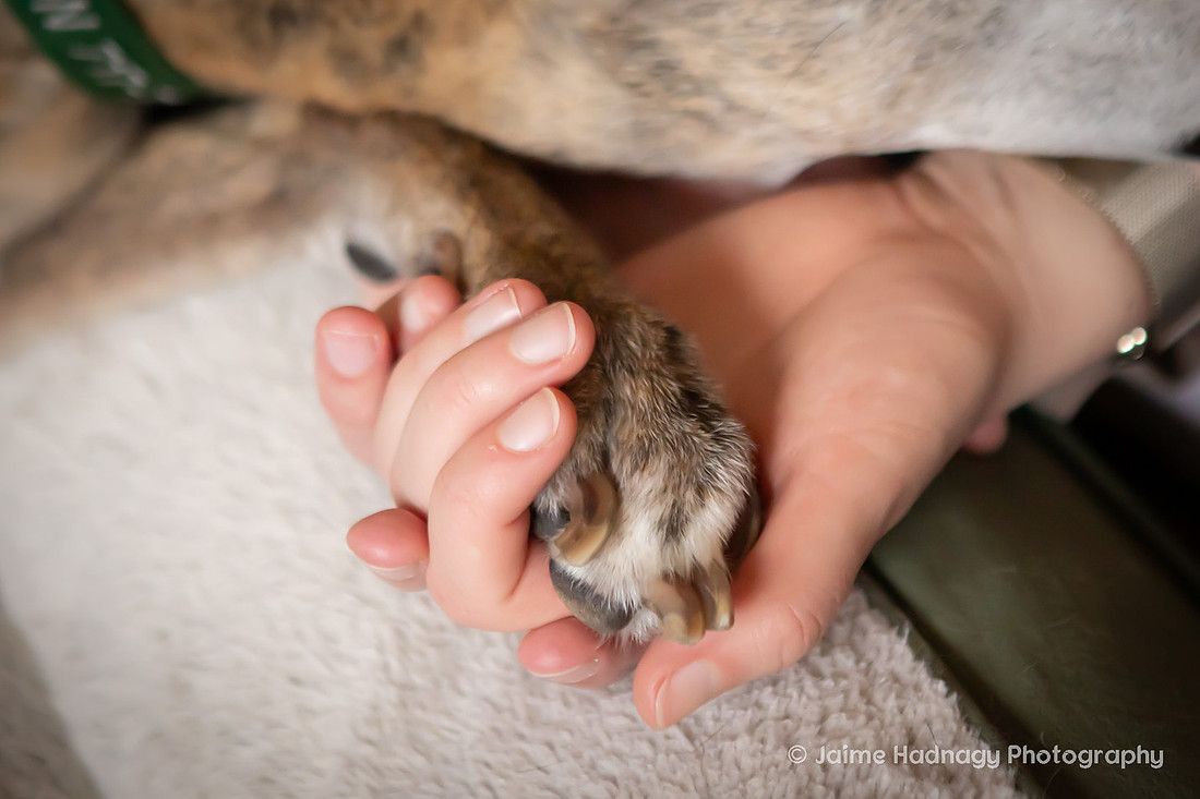End of Life Photoshoot for Senior Dog | Asheville Pet Photographer