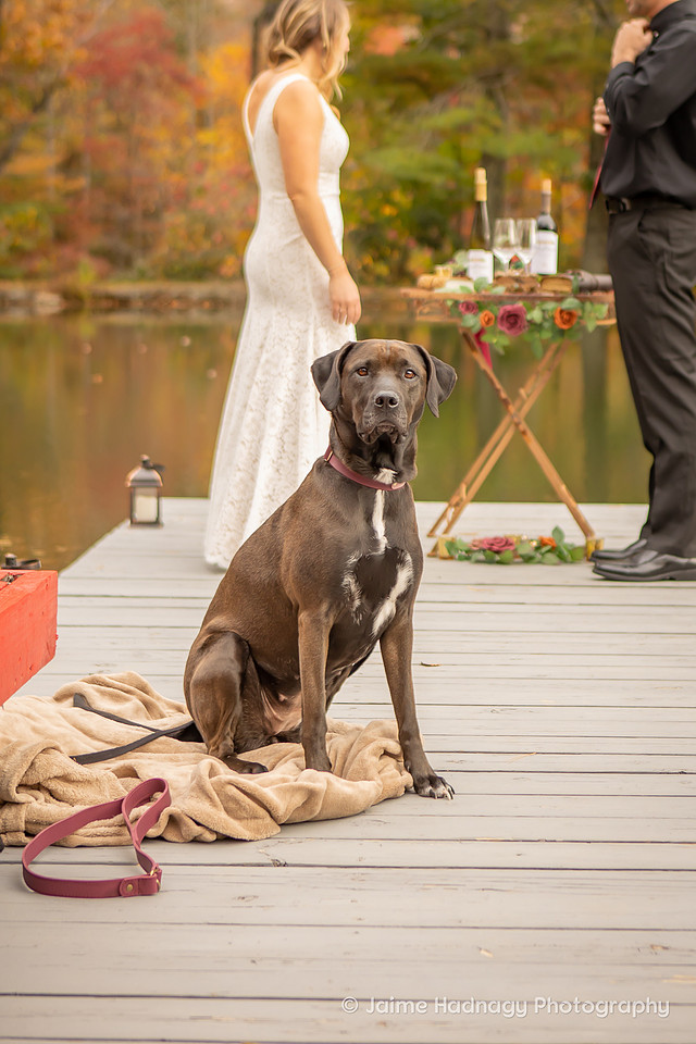 Small Wedding Ceremony at a pond with the dog | Asheville Elopement Photographer
