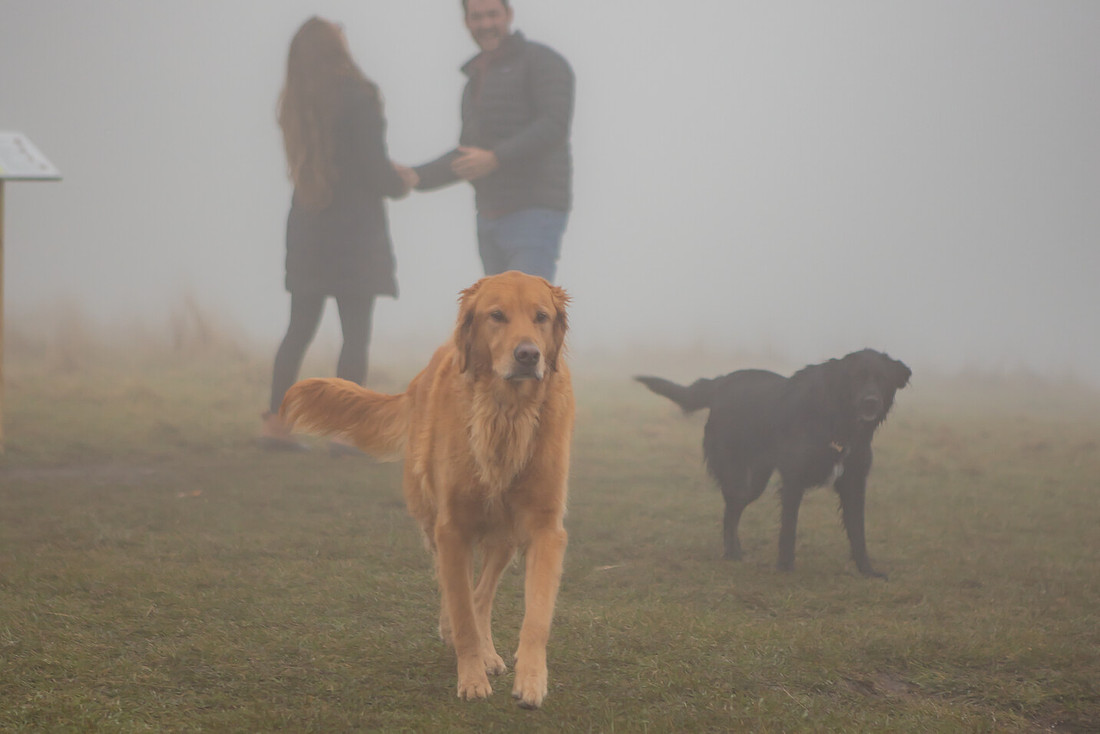 Hiking Proposal Photography with Dogs in the Rain